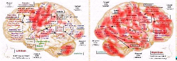 hockey players brain