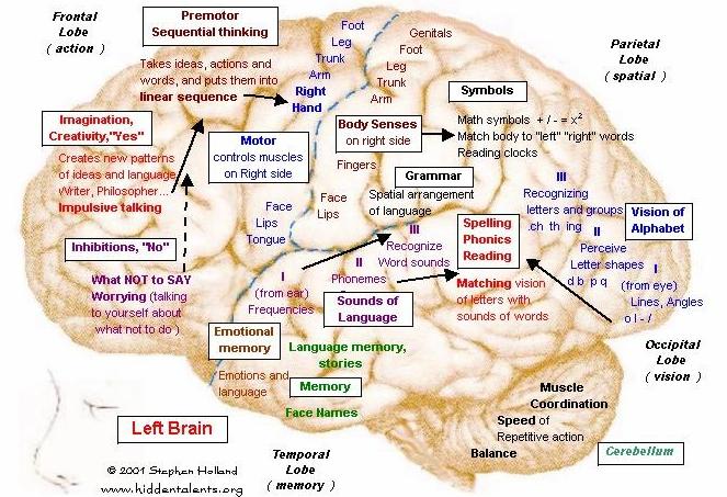 Left side of brain