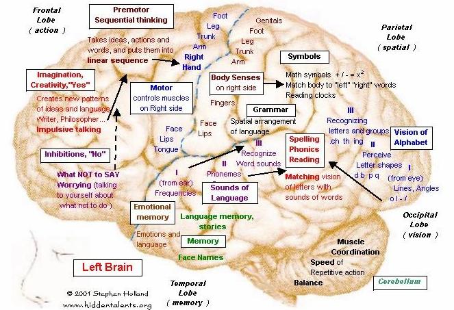 parts of the left side of the brain