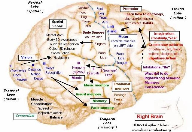 Right side of brain